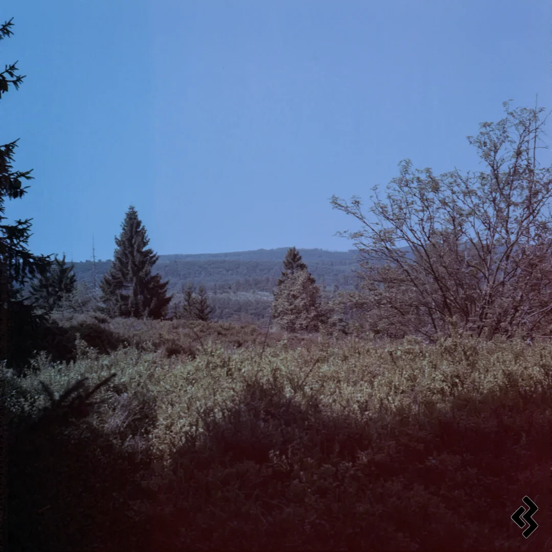Square format photo of a hilly landscape. The photo is taken from a hill, the ground is covered with low blueberry bushes and scattered conifers and bushes. Other tree covered hills can be seen in the distance. The weather is sunny with a cloudless sky.