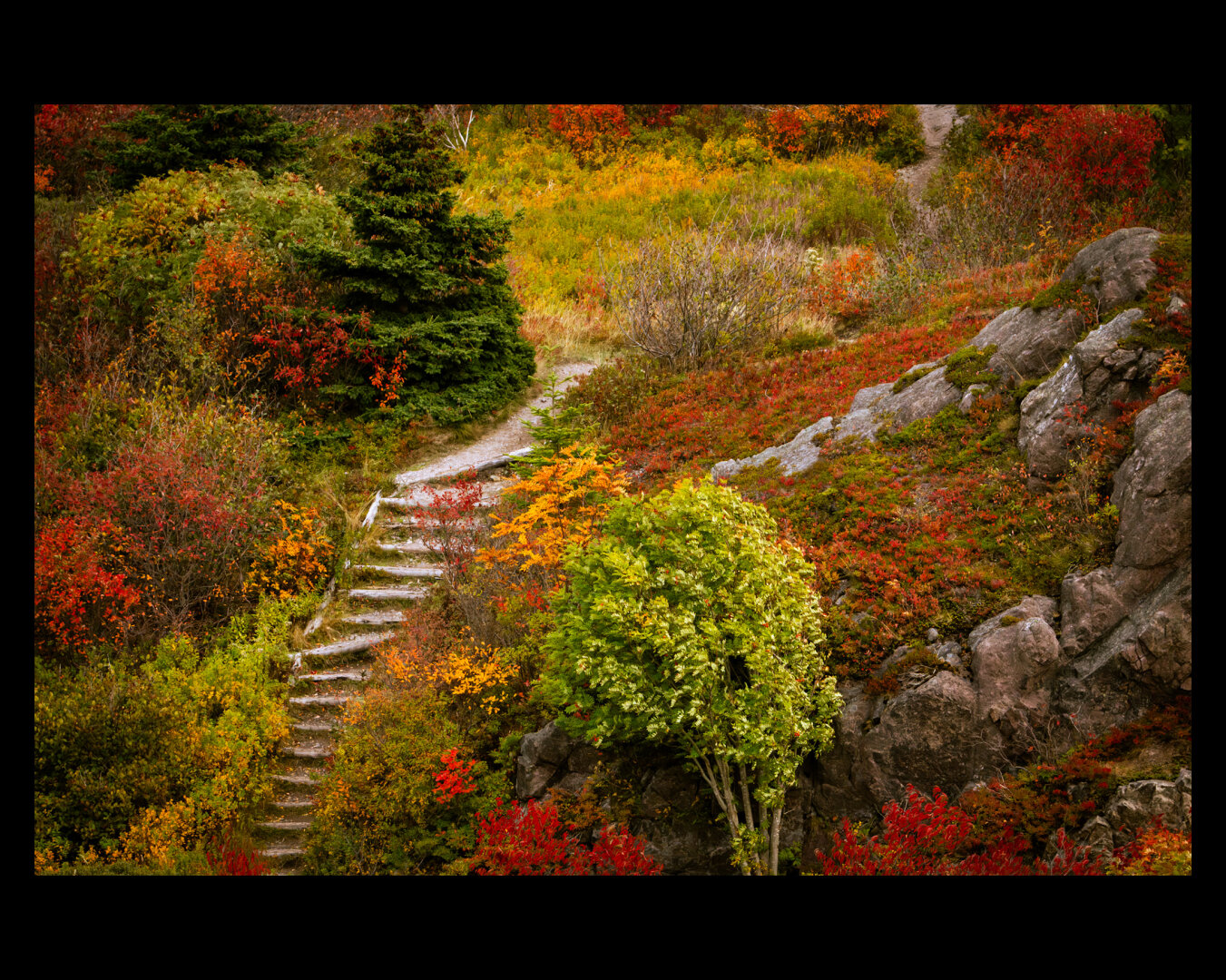 Stairs on a path going up a hill that’s covered in trees and bush turning to red, orange, and yellow.