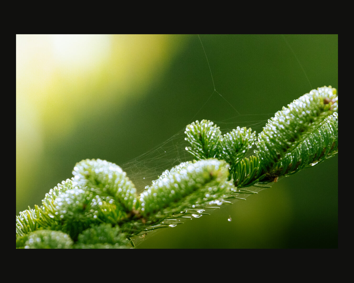 Pine needles on a branch with dew and a spider web.