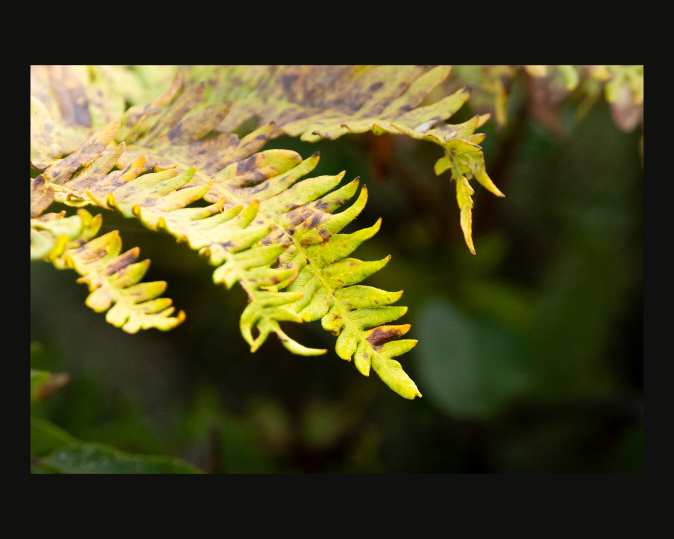 Green Fern leaves with brown spots lilting down from the top left corner.