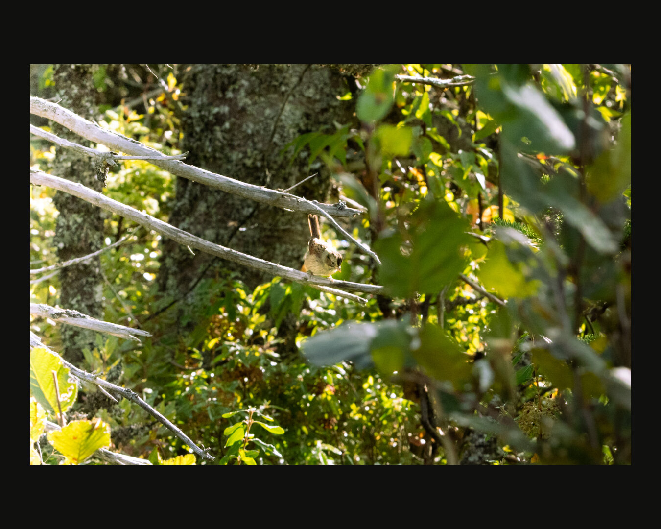 Small bird perched on a branch surrounded by foliage.