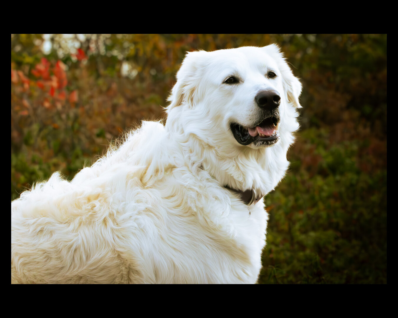 A large white dog poses, looking past the camera, with autumn leaves blurred in the background.