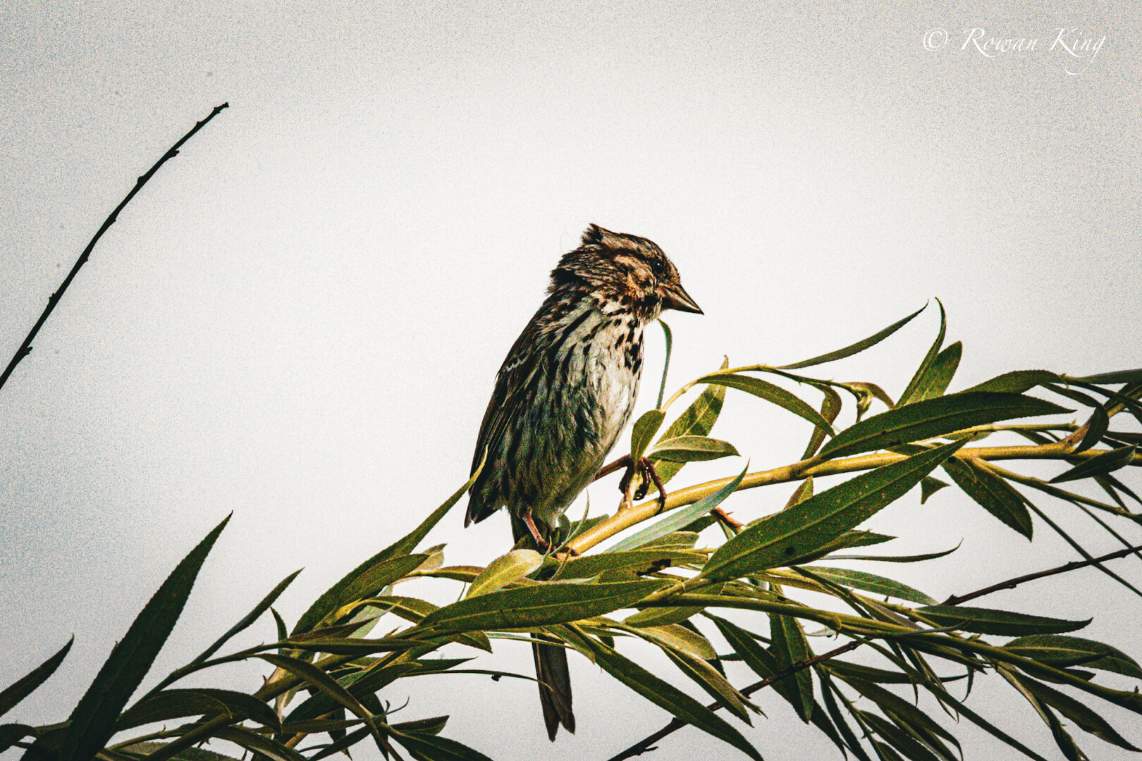 A small bird with brown stripes and a white belly perches on a branch with long thin leaves. The sky is grey in the background.