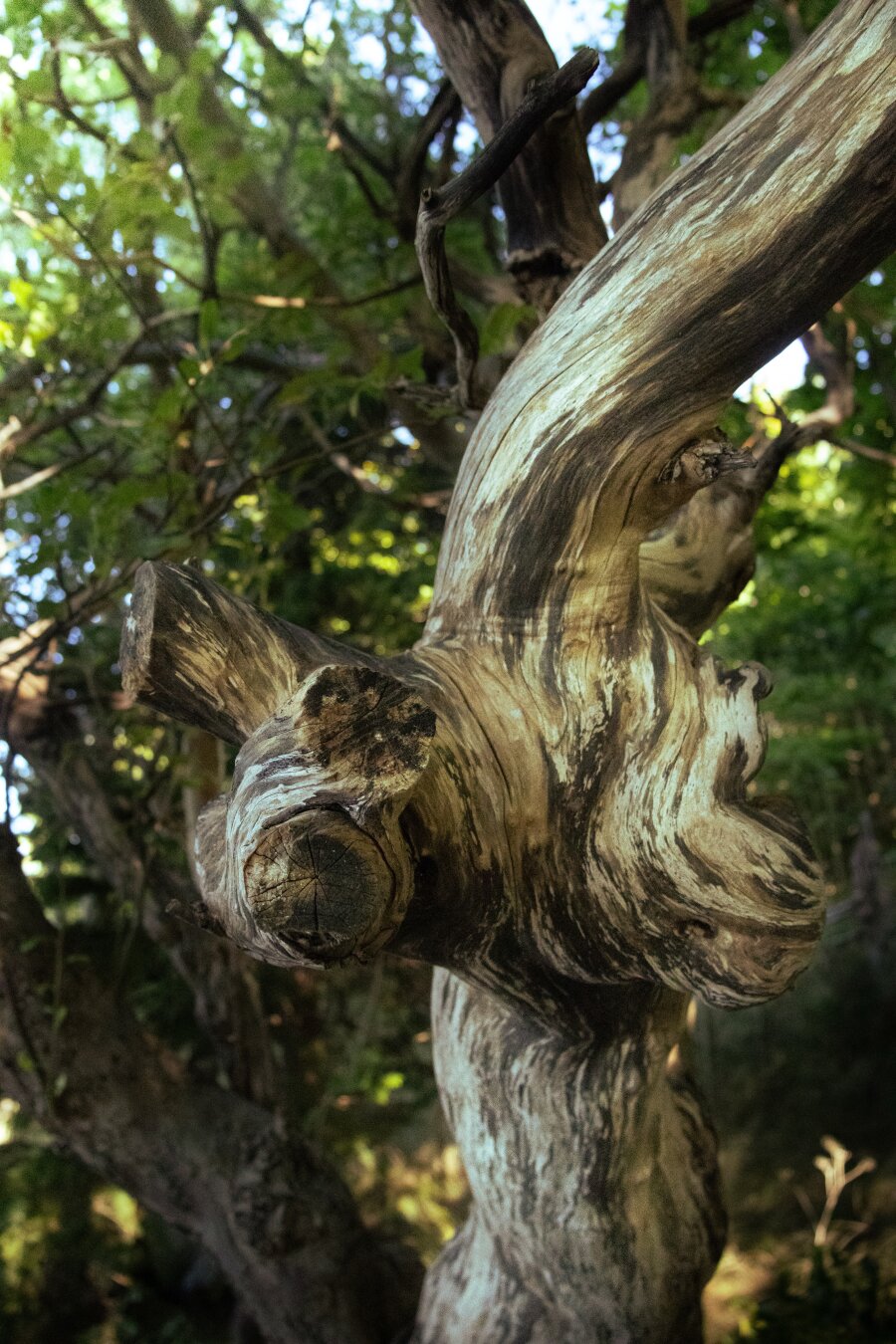 The bark of a tree looks painted.