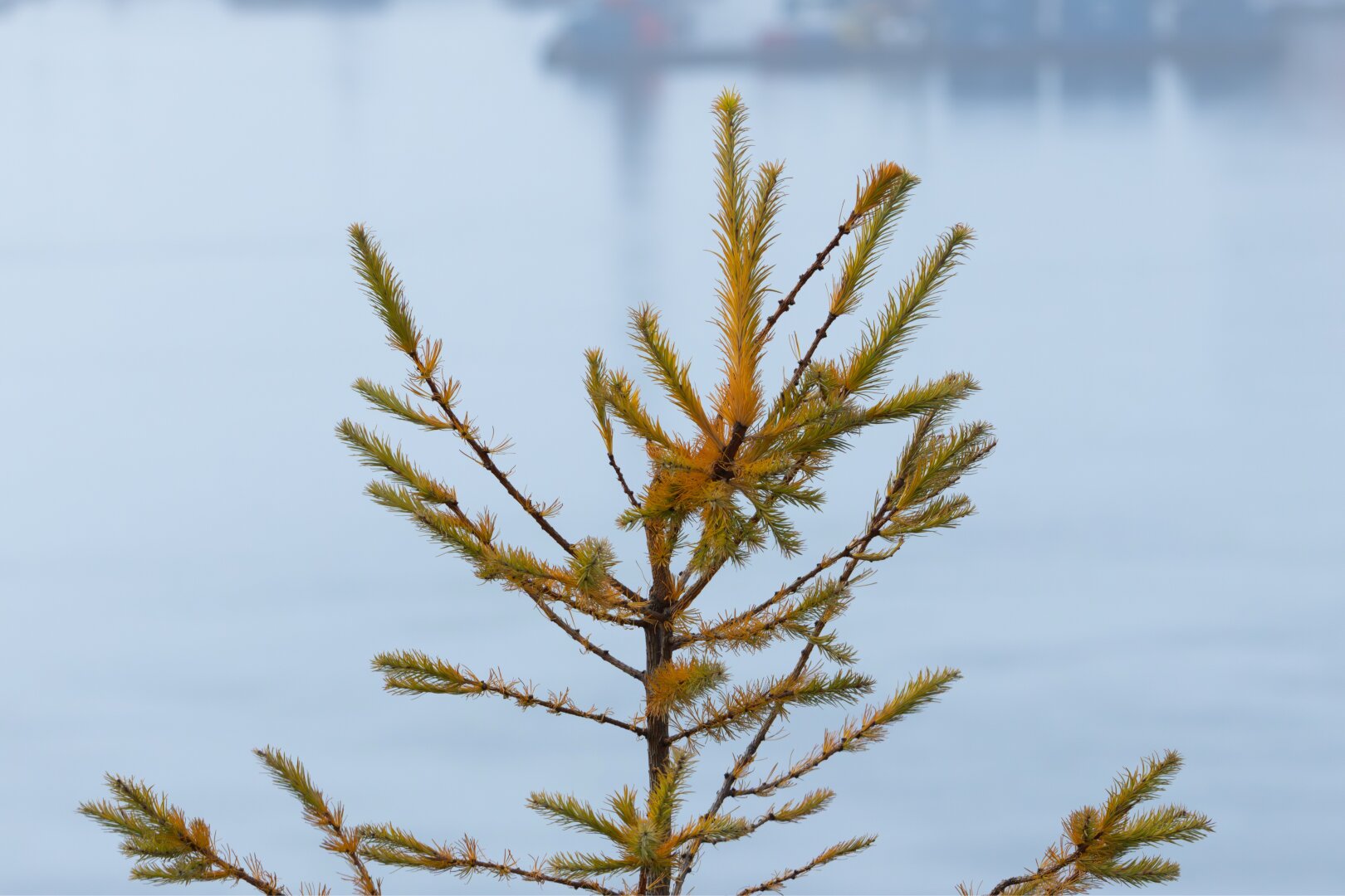 The top sprigs of a larch tree turn yellow in front of a blue water backdrop.