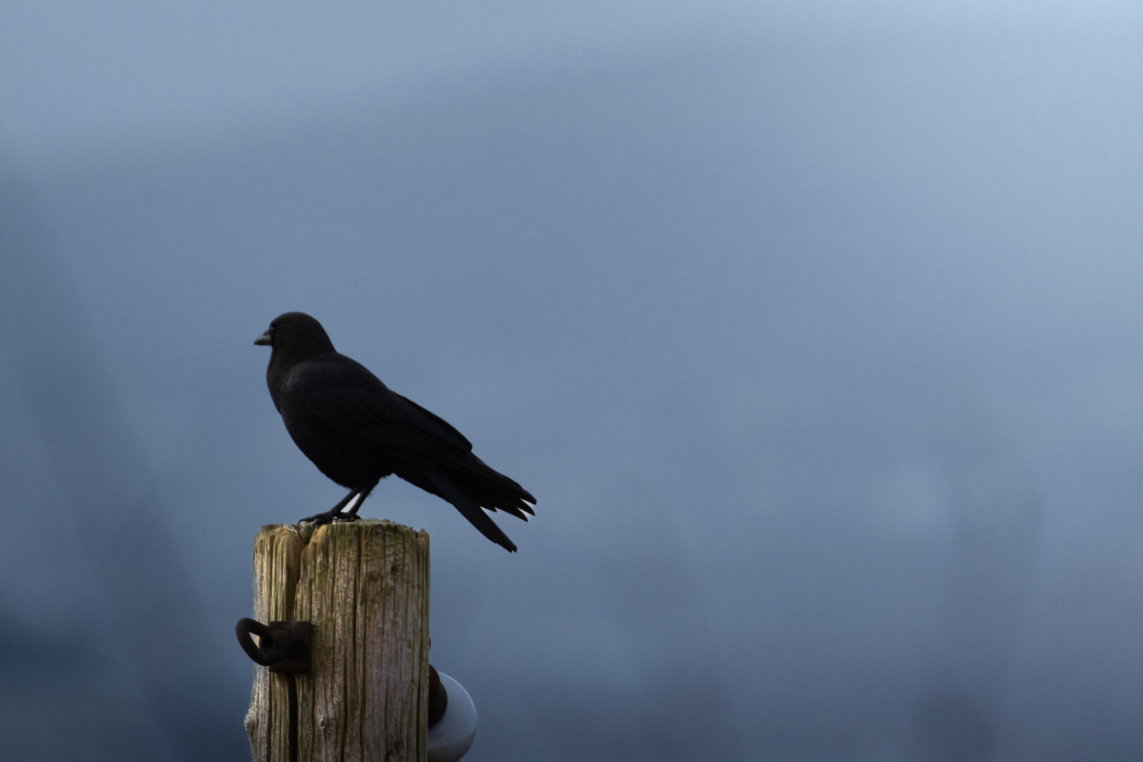 A crow perches on a wooden pillar, looking away from the camera. The blurred background is blue.