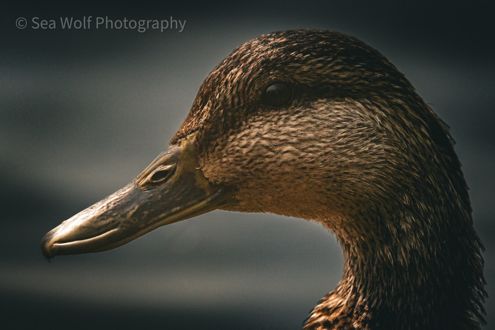 The side profile of the head and neck of a female mallard as she looks into the camera. The background is dark blurred water.