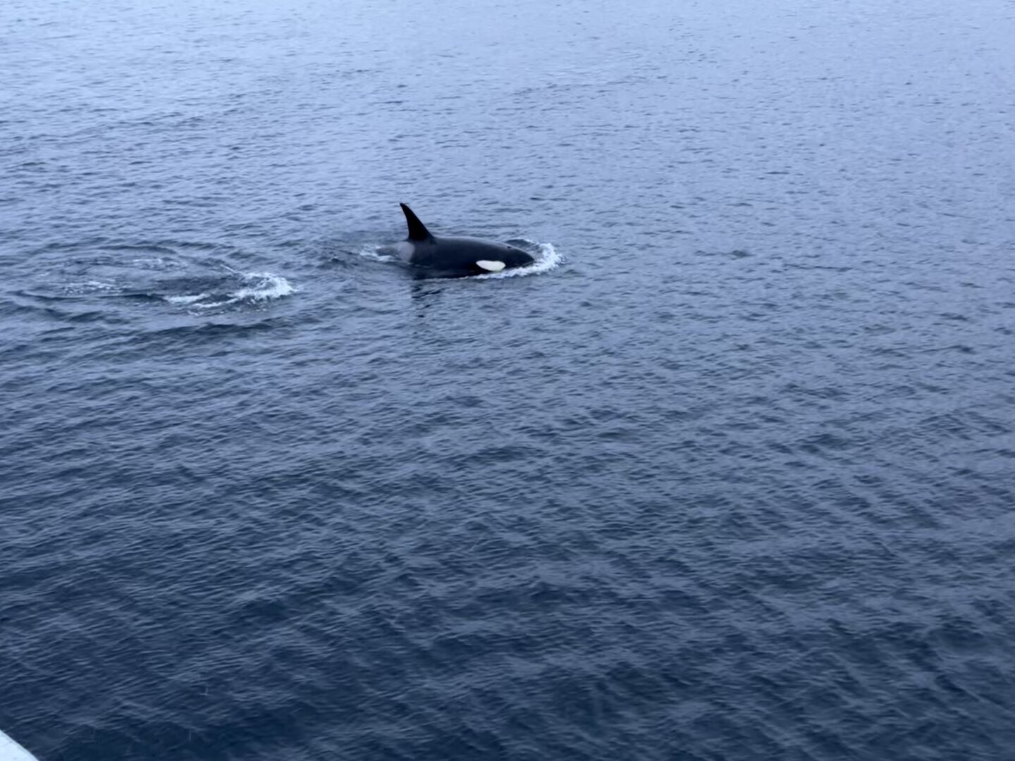 An Orca Whale in deep blue water off the port-side of a whale-tourism ship.