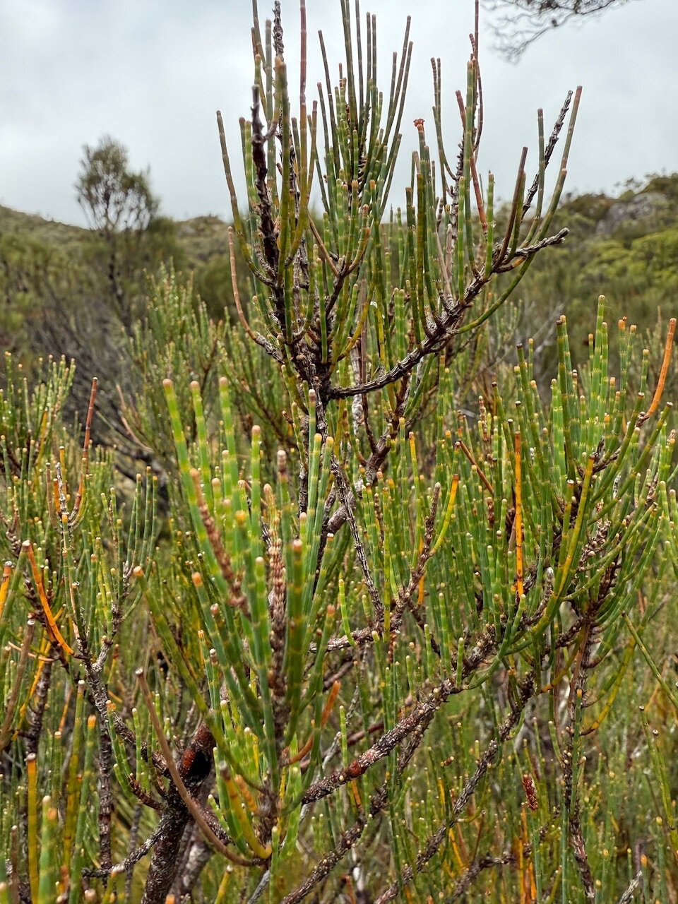 The top of a small tree shrub. Its leaves are stick like, they look like samphire.
