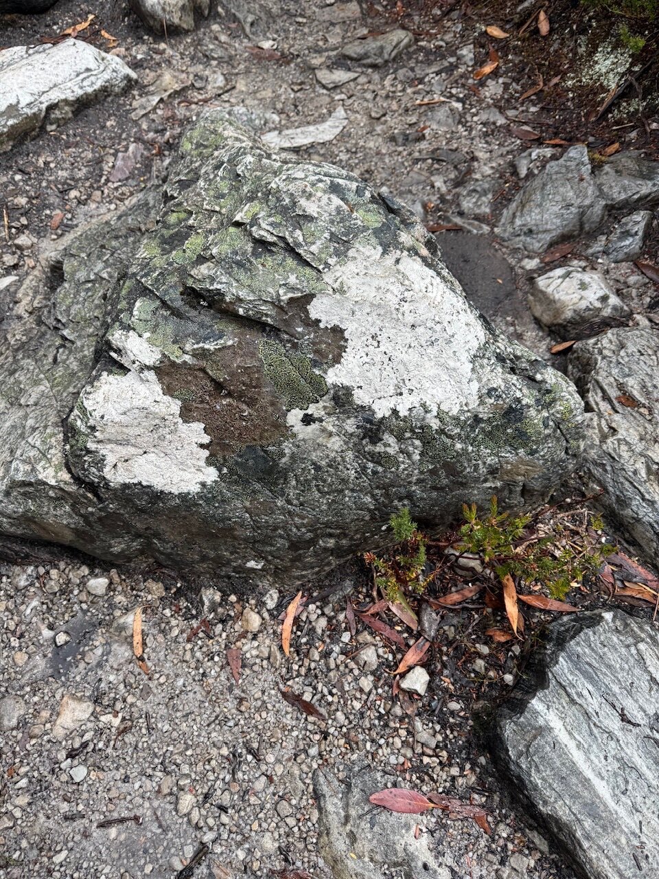 A wet, grey rock sits on a bed of gravel. It has white lichen covering it in spots. A small plan grows out from underneath it, it looks like a bonsai shrub.