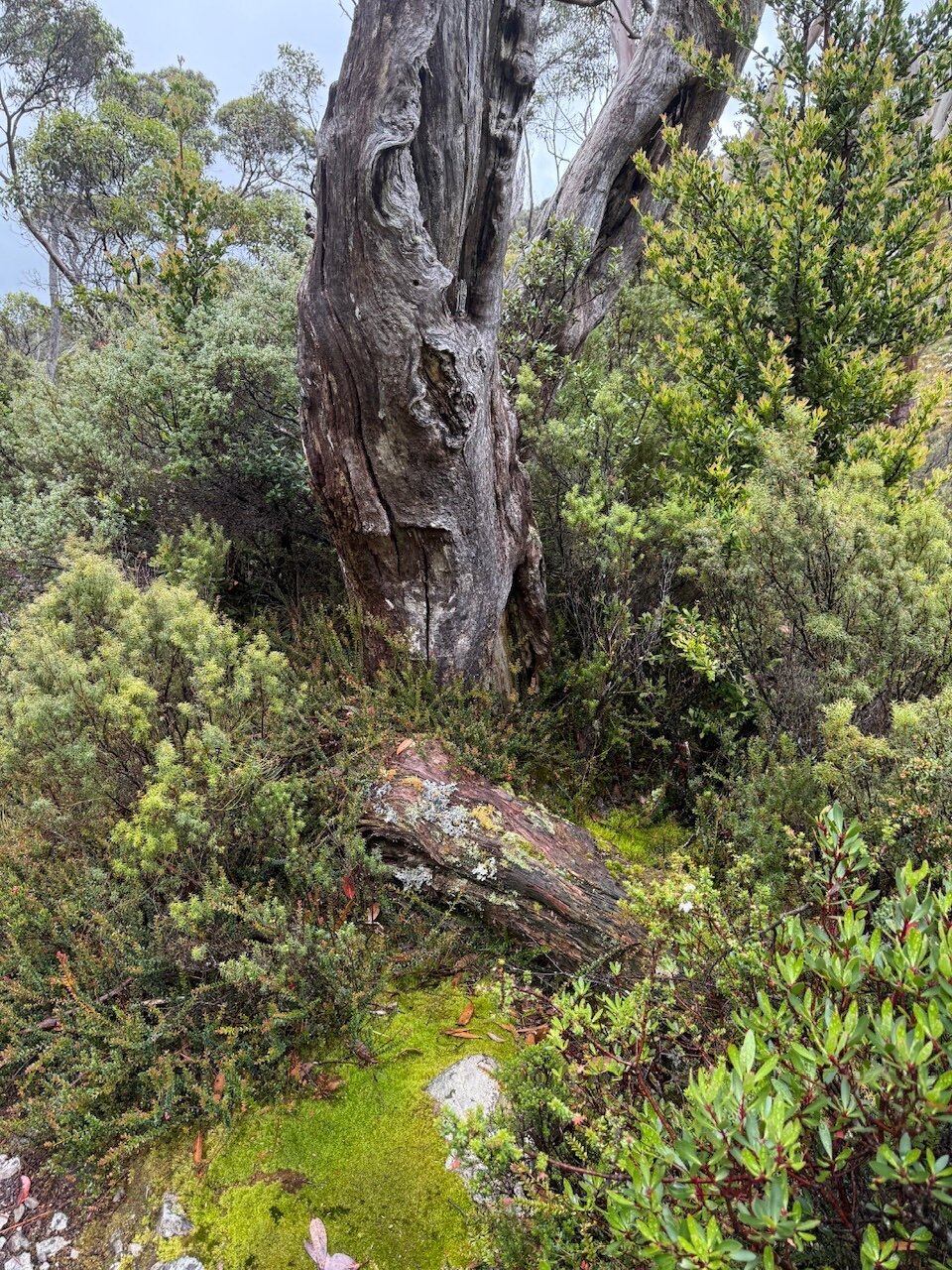 A thick tree trunk sits behind a dark grey rock. Both are surrounded by different types of vegetation, some spiked, some soft, some round. The sky in the background is cloudy and grey.