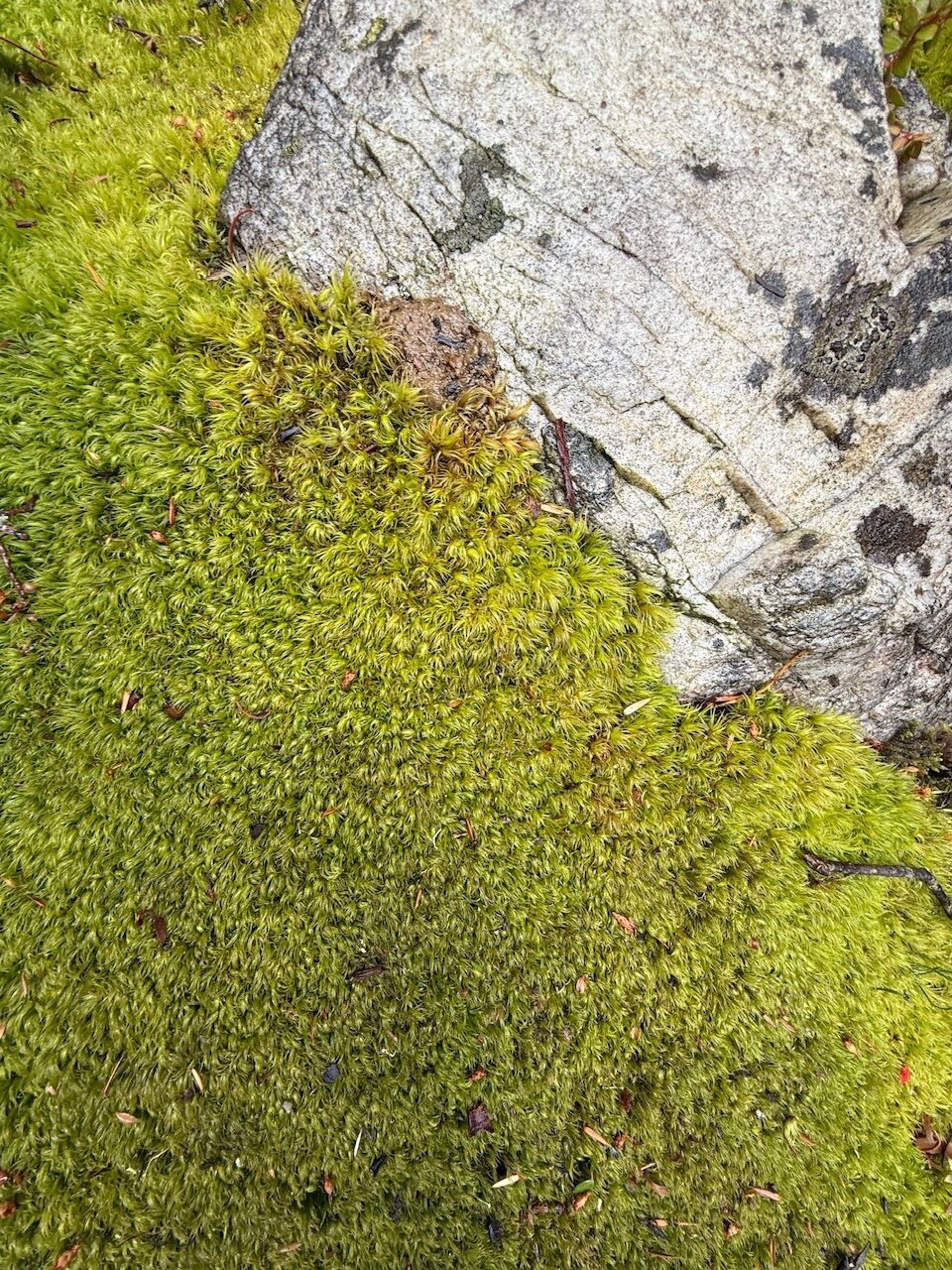 A hard, white-grey rock sits diagonally across the frame. It is nestled in fluffy pointy moss.