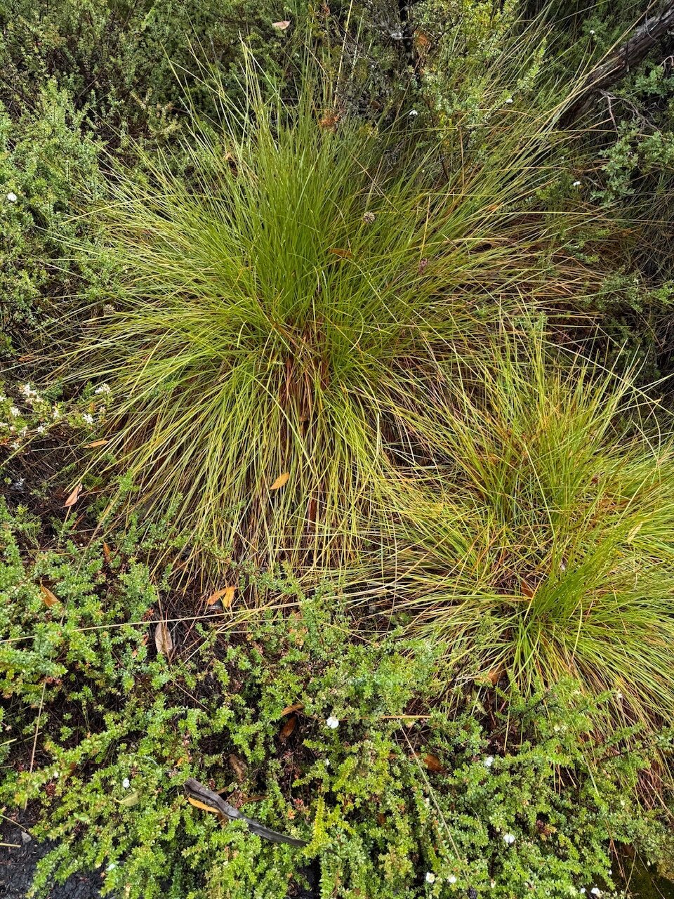 A spiky fern is surrounded by tiny, round-leaved plants.