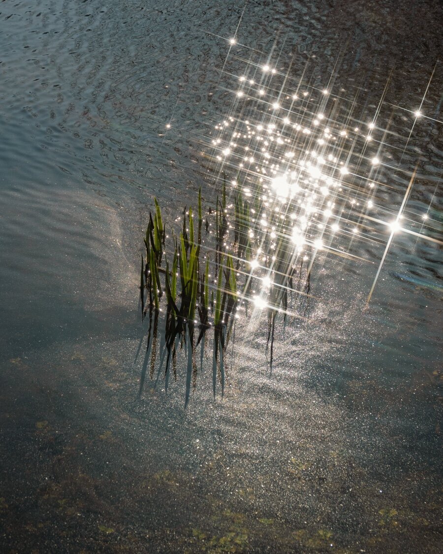 Reflet du soleil sur la surface de l'eau d'un étant avec des feuilles d'iris