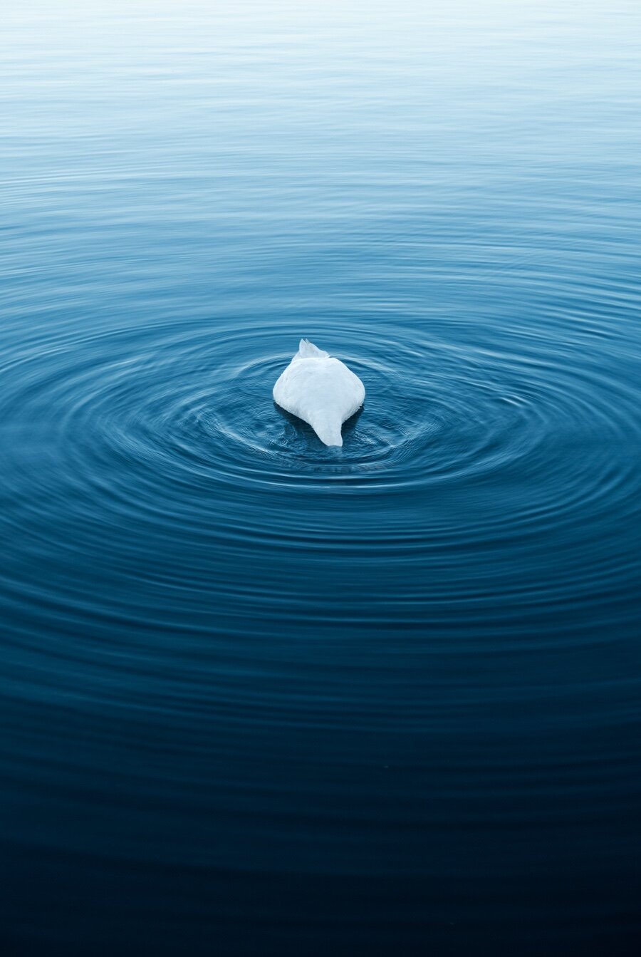 Un cygne blanc qui plonge sa tête sous l'eau dans un lac un soir d'hiver