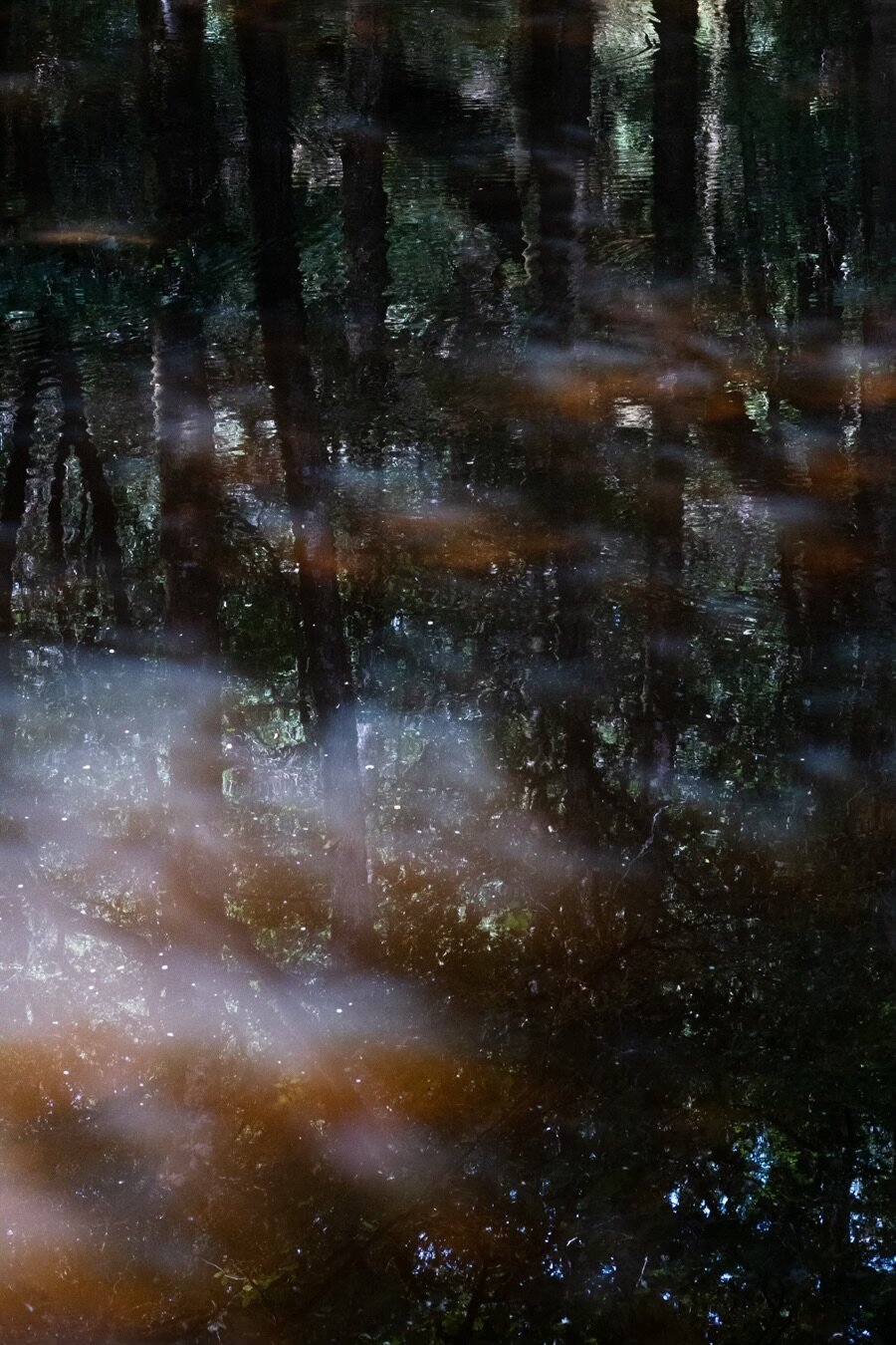 Reflet des arbres sur la surface d’une rivière