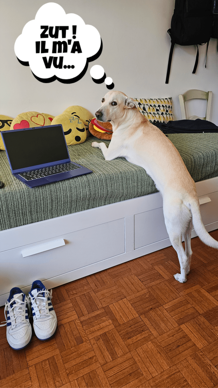 Le chien s'apprête à grimper sur la banquette-lit. Il me regarde, l'air penaud. J'ai ajouté un phylactère qui lui fait penser : zut, il m'a vu.