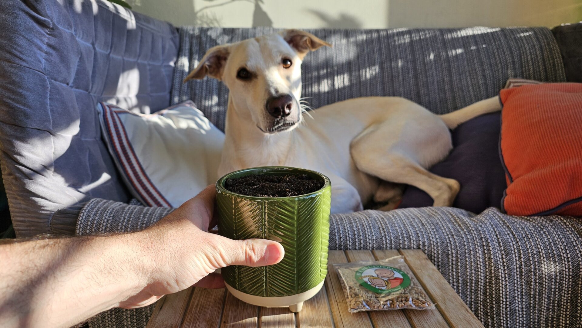 au premier plan, je tiens un pot de couleur verte, à côté, un sachet de graines ; au second plan, le chien sur le canapé et coussins