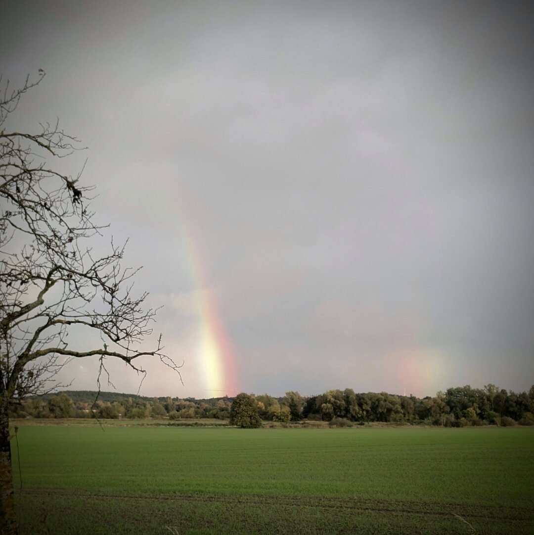 photo of a double rainbow on the horizon above a treeline.