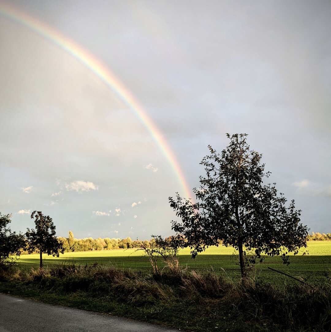 photo of a double rainbow on the horizon above a treeline.