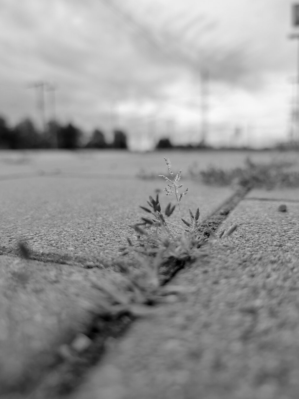 black and white photo of a small plant growing on the train station platform.