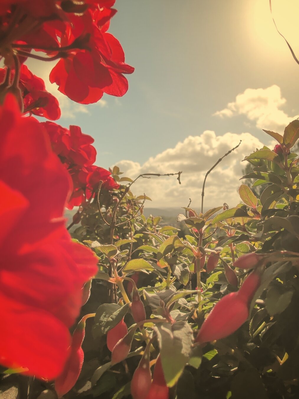 closeup shot through balcony flowers towards a sunny sky. red blossoms on the left sun in the topright corner.