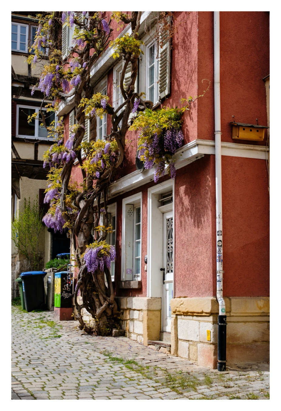 Foto im Hochformat. Ein rotes Wohnhaus in einer Altstadt. Jedes Stockwerk ist durch eine weiße Stufe vom nächsten abgegrenzt. Fenster- und Türrahmen sind weiß, die Fensterläden ebenfalls. Am Haus wächst ein knochiger Baum empor mit grünen Blättern und violetten Blüten. Die Äste des Baumes wachsen in alle Richtungen.