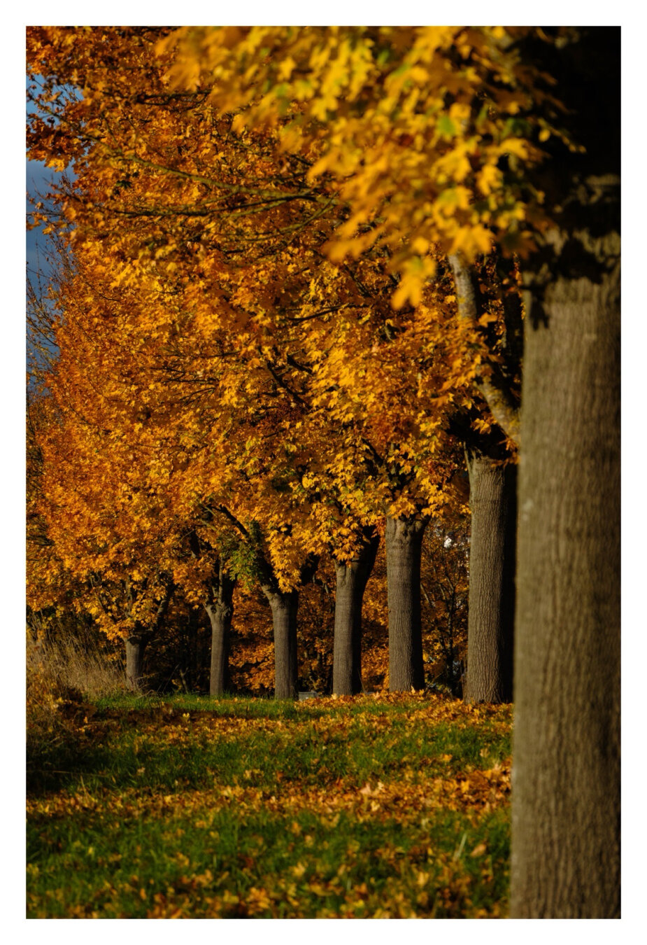 Foto im Hochformat. Blick entlang einer Reihe aus Bäumen. Sie stehen in regelmäßigen Abständen auf einer Wiese und machen eine leichte Kurve. Der vorderste Baum ist angeschnitten im Bild. Alle Bäume haben orange-goldenes Laub, welches auch auf der Wiese liegt.