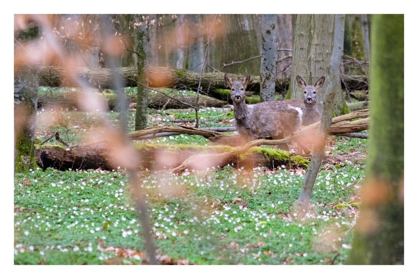 Foto im Querformat. Teleaufnahme. Zwei junge braune Rehe stehen im Wald und schauen direkt in die Kamera. Sie sind umgeben von Bäumen und grün-weißen Pflanzen am Boden. Hinter einem der Rehe ist ein Baum auf dessen Rinde eine Kerbe ist. Diese Kerbe ist genau so platziert, dass es wie ein Horn auf dem Kopf des Rehes aussieht. Im Vordergrund sind unscharf Pflanzen.