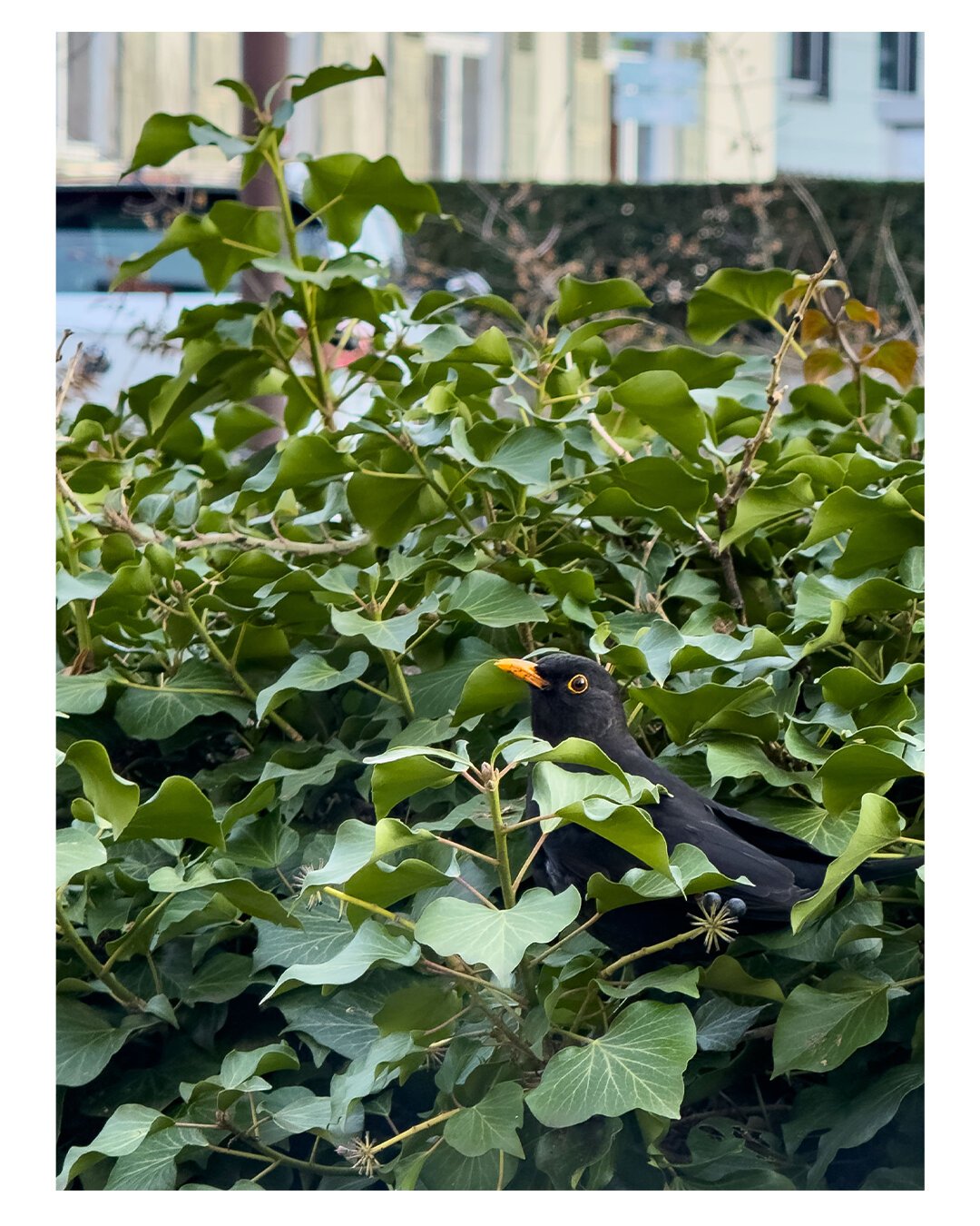 Foto im Hochformat. Eine Amsel, ein schwarzer Vogel mit orangefarbenem Schnabel, sitzt in einem grünen Busch und schaut hinter den Blättern hervor.