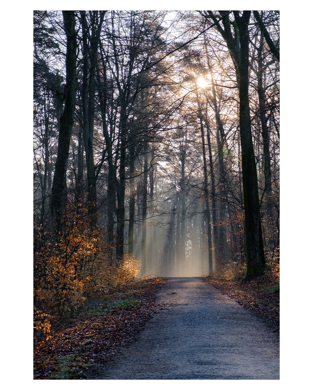 Foto im Hochformat. Blick entlang eines Waldweges. Es ist Anfang des Frühjahr, die hohen Bäume sind noch kahl bzw. Haben gelblich-rote Blätter. Durch die kahlen bauen ist die Sonne zu sehen, ihre Strahlen sind ebenfalls zu sehen, sie scheinen durch die Äste auf den Waldweg, der im Morgennebel getaucht ist.