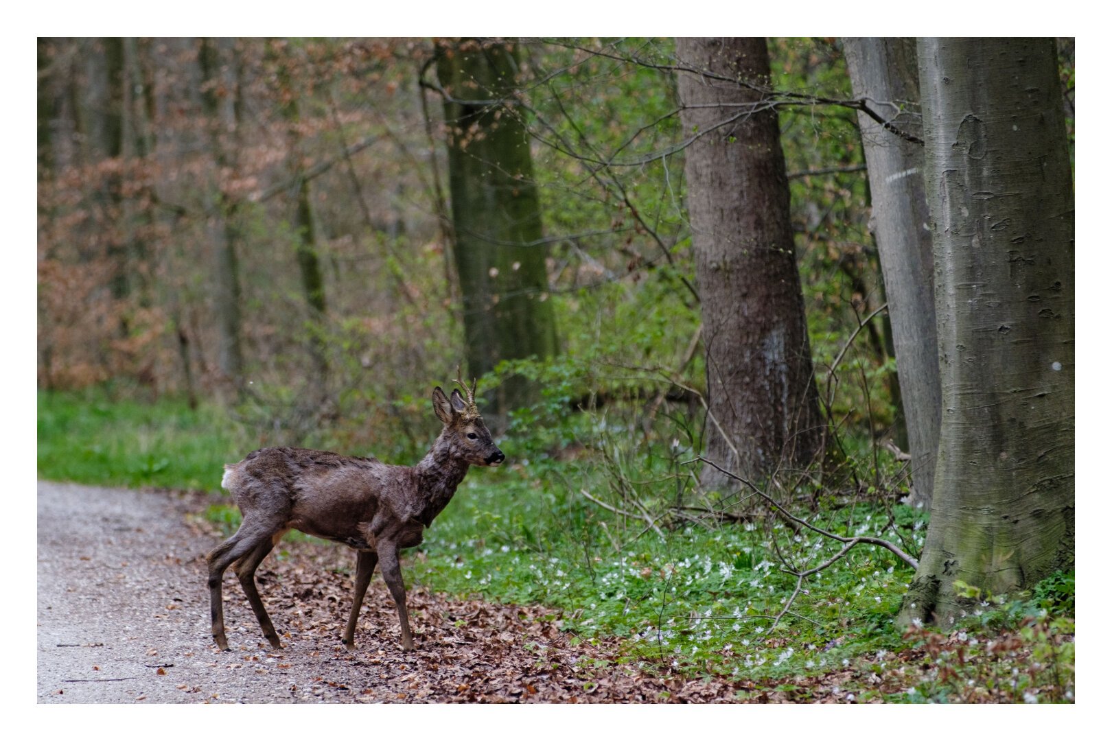 Ein Reh steht am Rande eines Waldweges.