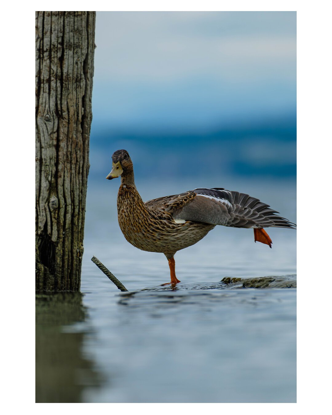 Foto im Hochformat. Teleaufnahme einer weiblichen braunen Stockente. Diese steht im seichten Wasser auf einem Bein. Das andere hat sie im rechten Winkel abgespreizt, ebenso den Flügel. Sie steht dabei leicht schräg und es sieht aus wie eine Sportübung. Neben ihr ist Teil eines dicken Pfahles zu sehen, dieser steht ebenfalls schräg, aber in Richtung der Ente. Im Hintergrund ist See und Ufer, beides unscharf.