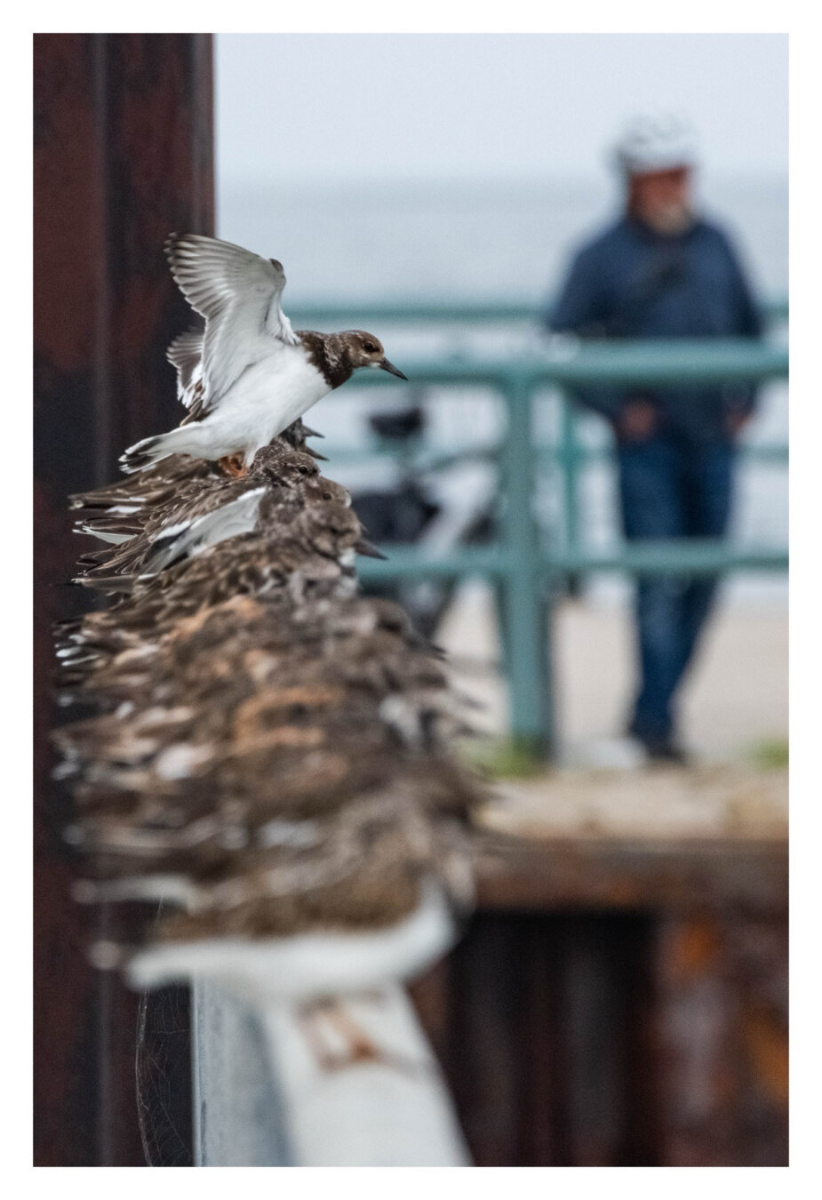 Foto im Hochformat. Blick entlang eines Geländers. Ein Dutzend Steinwälzer, kleine Vögel mit weißer Brust und rostig-schwarzem Gefieder am Rücken und den Flügeln, sitzen nebeneinander. Die Vögel Näher an der Kamera sind unscharf. Weiter hinten startet gerade ein Vogel in die Luft mit ausgebreiteten Flügeln. Noch weiter hinten ist unscharf eine Person, die vor einem anderen Geländer steht, daneben ein Fahrrad.