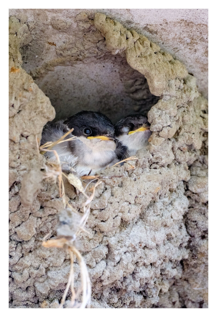 Foto im Hochformat. Nahaufnahme eines Schwalbennestes. Zwei Jungtiere, unten helles Gefieder, oben dunkles Gefieder, gelber Schnabel, schauen aus dem Nest.