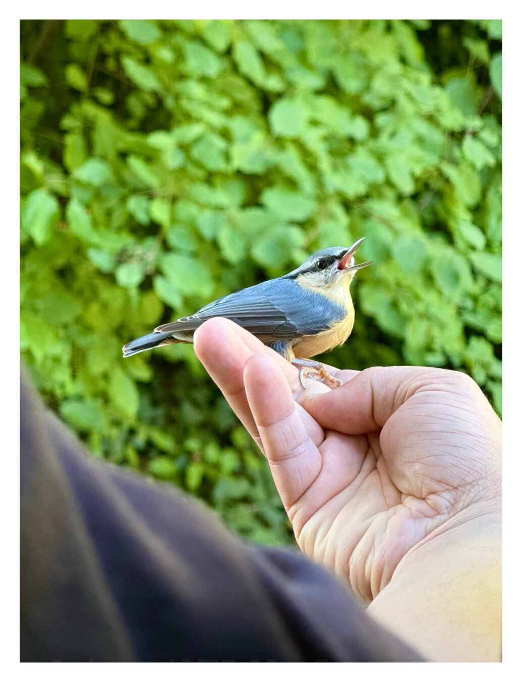 Foto im Hochformat. Ein Kleiber, ein kleiner Vogel mit gräulichen Flügeln und gelber Brust sitzt auf einer ausgestreckten Hand. Dahinter leicht unscharf grünes Gebüsch.