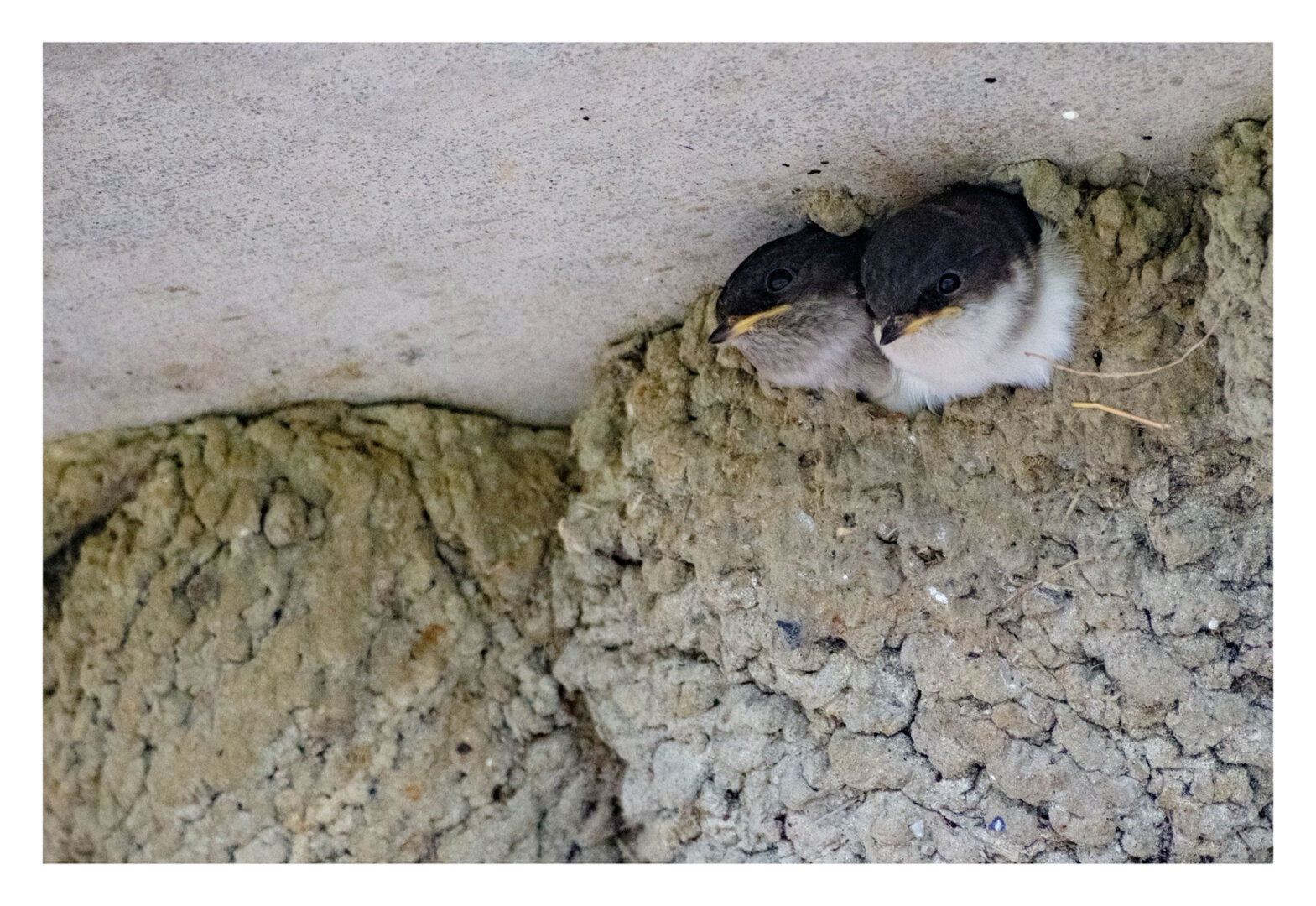 Foto im Hochformat. Nahaufnahme eines Schwalbennestes. Zwei Jungtiere, unten helles Gefieder, oben dunkles Gefieder, gelber Schnabel, schauen aus dem Nest.