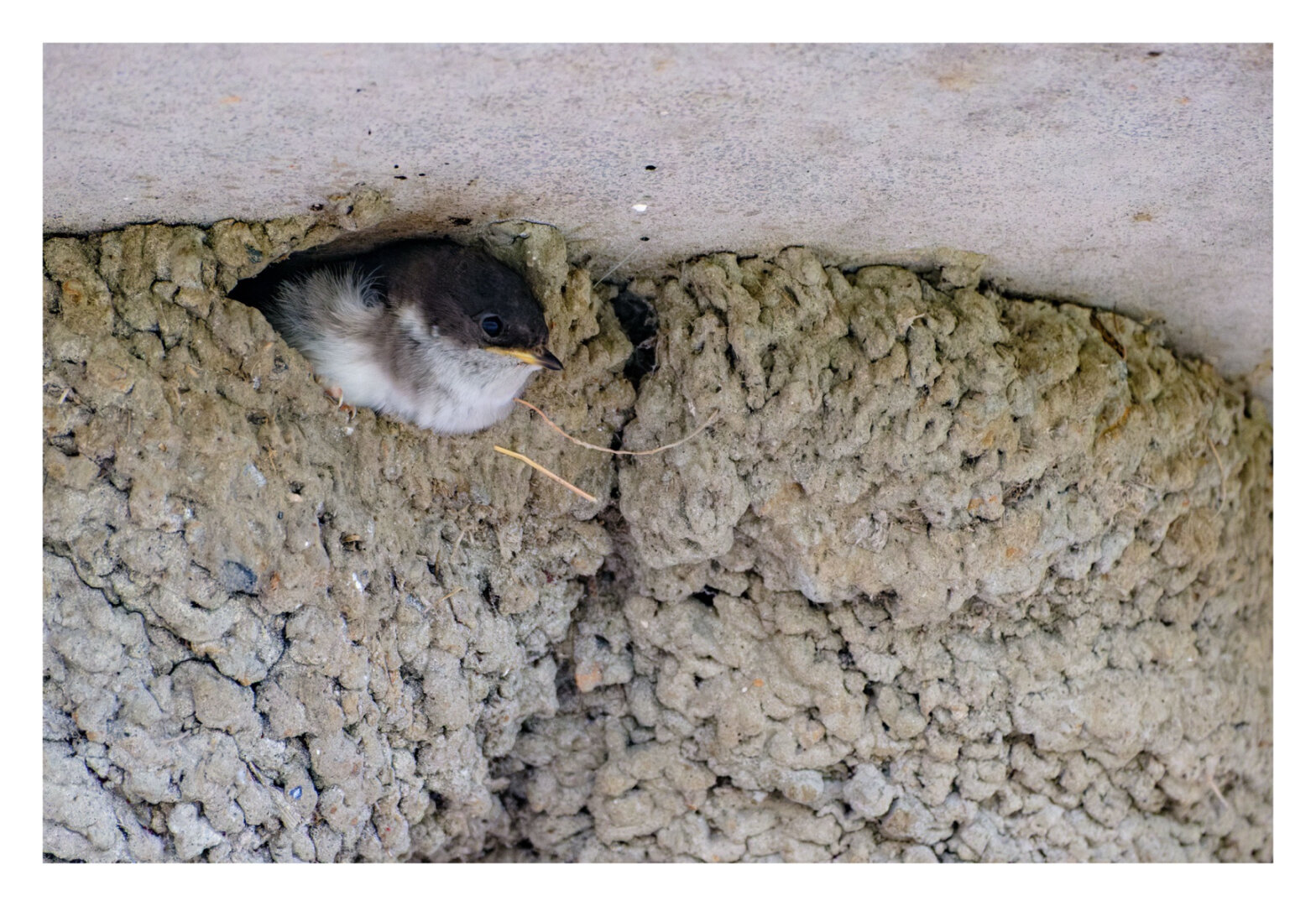Foto im Querformat. Nahaufnahme eines Schwalbennestes. Ein Jungtier, unten helles Gefieder, oben dunkles Gefieder, gelber Schnabel, schaut aus dem Nest.