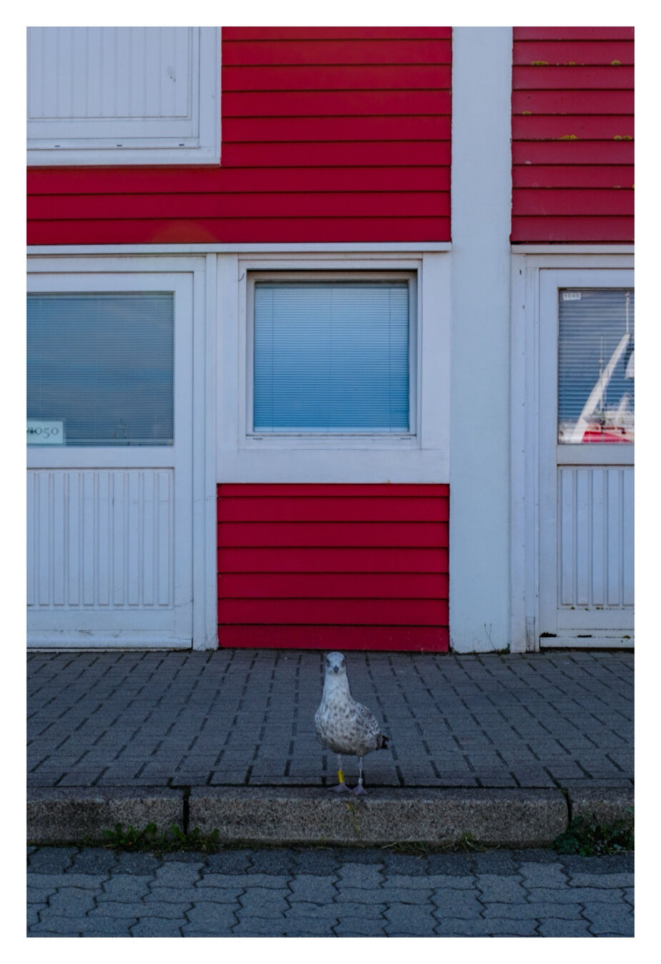 Foto im Hochformat. Ausschnitt aus der Vorderseite eines Holzhauses. Mittig ist ein quadratisches Fenster, links und rechts davon jeweils eine Tür. Die Vertäfelung aussenden ist knallrot. Vor der Wand ist ein Gehweg, am Bordstein steht mittig eine Möwe und schaut in die Kamera.