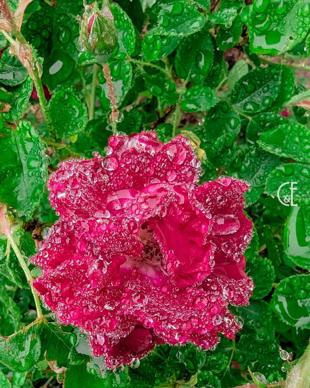 This Dr Huey rose bush came with our new house. It probably won't be here next year, because it's overgrown and trying to take over the bed. But this morning it knocked me out of the park. The buds are stunning covered in dew.