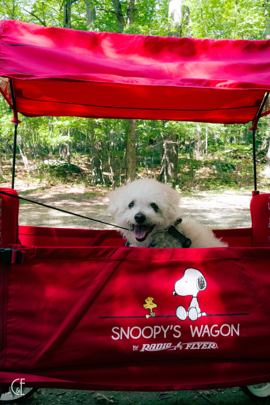Magnus is enjoying his 14th birthday weekend! This morning we took a walk at Lincoln State Park. Cirrus & @slobaum@pixelfed.social explored some side trails while he rested in his wagon. He walked 1¼ miles today in the woods and he got an all clear wellness visit earlier this week. He's our healthy senior man.