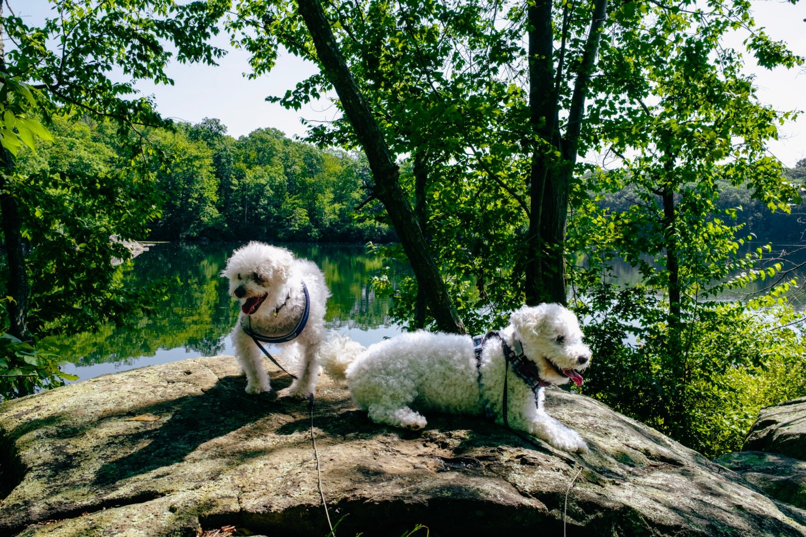 The McFluffington Pups are trying out a brand new dog daycare today. They were excited, we're nervous about Magnus' first time since his spinal injury away from us. I'm sure they will be fine, exhausted, and have a bunch of new friends when we pick them up.