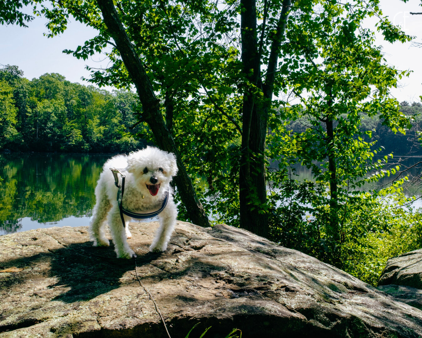 Today, Magnus McFluffington turns 14. We had a great weekend celebrating our old man pup. Saturday he got to trek into the woods at Lincoln Woods State Park. Sunday he enjoyed Dogapalooza at Slater Park, where we found a few bags of local homemade treats. Happy 14th birthday! Here's to 14+ more!