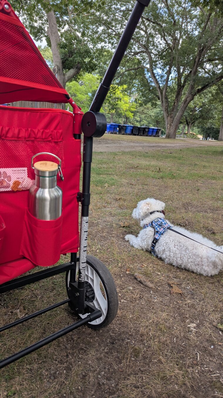 On a walk and Cirrus just came to the wagon and booped the water bottle to ask for water. 

Daniel and I just looked at each other, and got the water ready.

#dogs #pups #smartpup