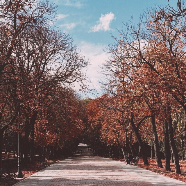 Paseo arbolado en otoño con castaños rojizos a ambos lados y un suelo empedrado en perspectiva larga. Una sola figura sentada en un banco al fondo a la derecha. Los paseos largos no necesitan más que un banco para que alguien dure.