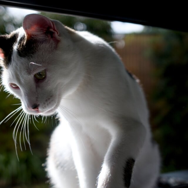 Gato blanco con manchas oscuras en la cabeza, fotografiado desde dentro de un coche con la luz entrando por detrás. Las orejas rosadas se transparentan con el sol, los bigotes brillan en suspensión. Los gatos miran como si llevaran dos siglos midiéndonos.
