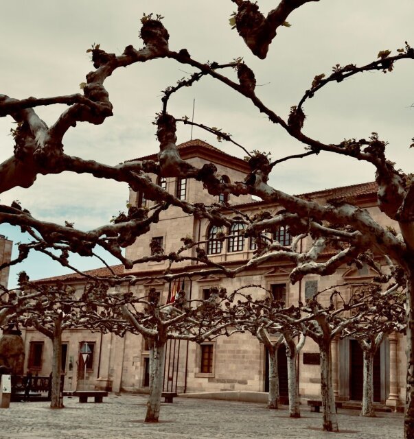 Plaza con plátanos podados a porra: brazos blanqueados, retorcidos, llenos de nudos como si fueran esqueletos suspendidos. Detrás, un edificio de piedra clara con balcones y una bandera. La red de ramas le tapa media fachada al edificio, como caligrafía dejada en suspenso. La poda es la forma educada en la que el hombre obliga al árbol a ser geometría.