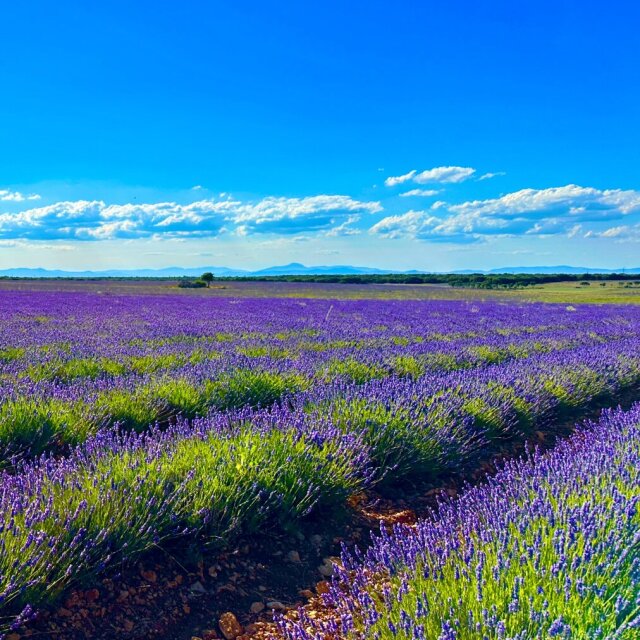 Campos de lavanda en flor extendidos hasta el horizonte: hileras paralelas que se abren en perspectiva, surcos de tierra rojiza entre matas, sierra azulada al fondo y cielo limpio con nubes mínimas. El violeta lo llena casi todo y empuja al verde a sostenerlo desde abajo. El color es aquí un olor que todavía no ha llegado.
