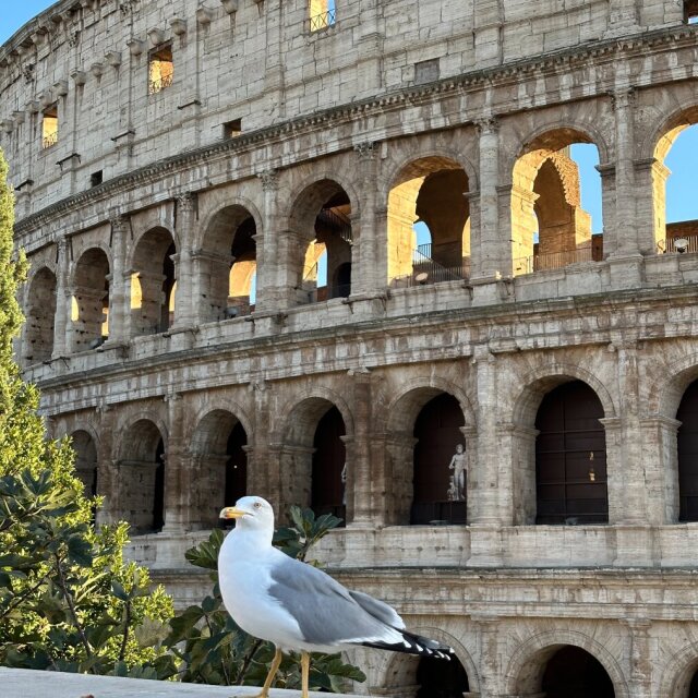 Una gaviota grande blanca y gris ocupa el primer plano, plantada sobre una balaustrada baja, mirando hacia un lado con altura. Detrás, los arcos del Coliseo se apilan en pisos: arquitrabes, ventanas tapiadas y, en el siglo más bajo, una estatua diminuta vigilando. A los símbolos eternos los terminan gobernando los pájaros.