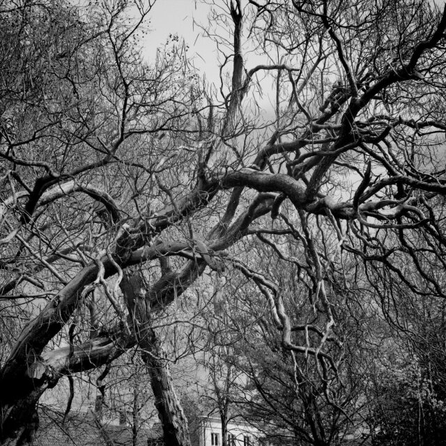 Un árbol grande sin hojas levanta una maraña de ramas contra el cielo blanco; las líneas se cruzan en todas las direcciones como un dibujo a lápiz que nadie terminó. Al fondo, asoma apenas la fachada blanca de una casa entre el follaje seco. La copa, en blanco y negro, parece más estructura que vegetal.